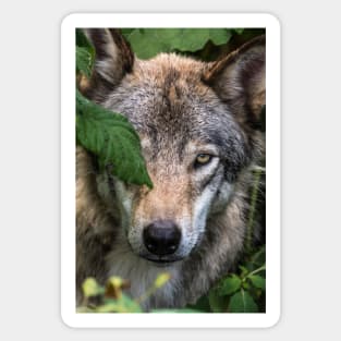 Timber Wolf Sticker